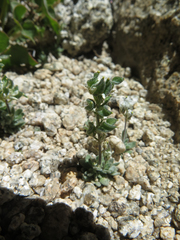 Draba breweri