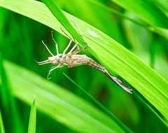 Calopteryx splendens