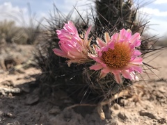 Coryphantha macromeris macromeris