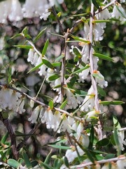 Styphelia biflora