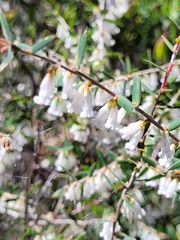 Styphelia biflora