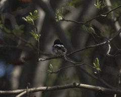 Ficedula hypoleuca