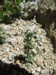 Draba breweri