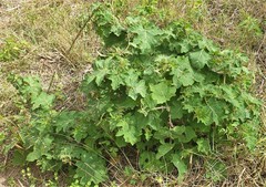 Solanum viarum image