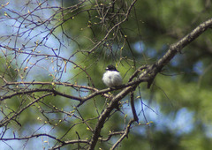 Ficedula hypoleuca