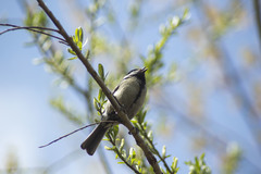 Parus major