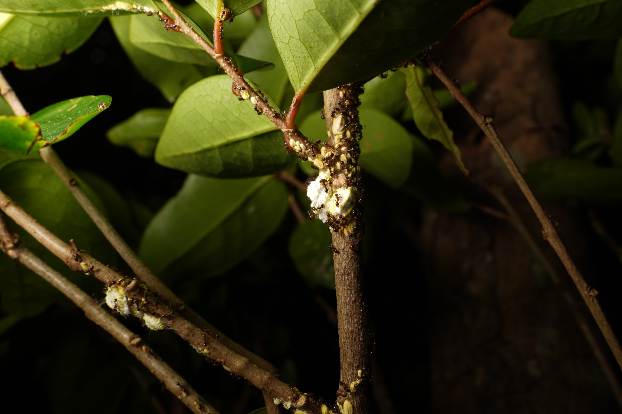 Solenopsis mameti