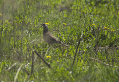 Turdus pilaris