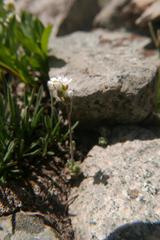 Draba breweri
