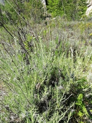 Helichrysum italicum