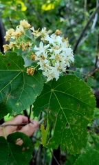 Dombeya kirkii