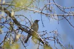 Turdus pilaris