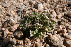 Draba breweri