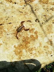 Euscorpius tergestinus