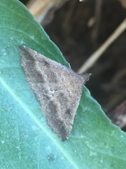 Tetanolita palligera