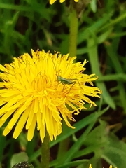 Tettigonia viridissima