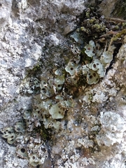 Solorina saccata