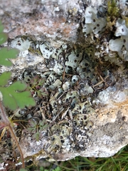 Solorina saccata