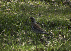Turdus pilaris