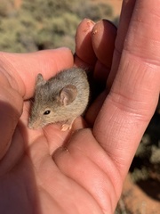 Pseudomys hermannsburgensis