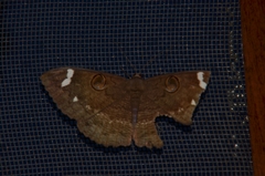 Erebus hieroglyphica