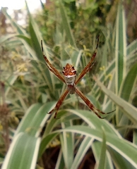 Argiope argentata