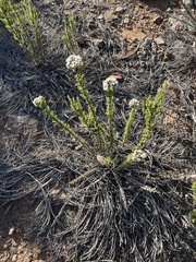 Chrysocephalum semipapposum