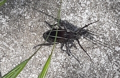 Neodorcadion bilineatum