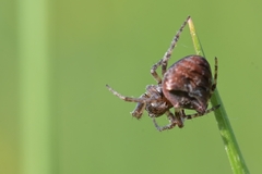 Gibbaranea bituberculata