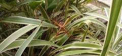 Argiope argentata