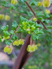 Dodonaea hirsuta