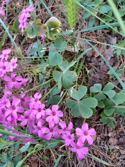 Oxalis articulata