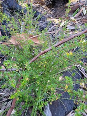 Dodonaea hirsuta