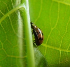 Adalia decempunctata