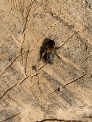 Andrena nitida