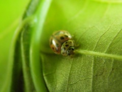 Adalia decempunctata