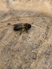 Andrena nitida