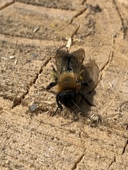 Andrena nitida