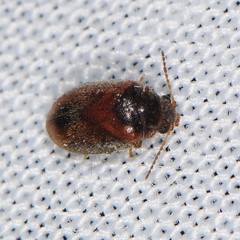 Contacyphon variabilis