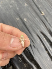 Locusta migratoria