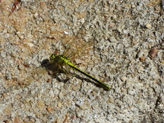 Gomphus