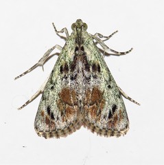 Enchesphora recurvalis