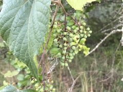 Vitis berlandieri