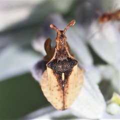 Lophoscutus prehensilis