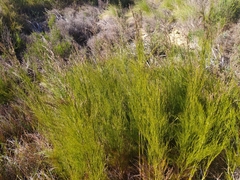 Restio subverticillatus