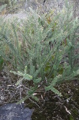 Acacia gordonii