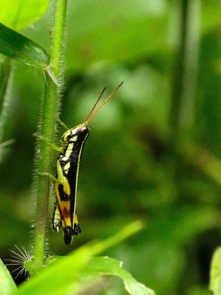 Oxytauchira bilobata