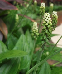 Drimiopsis