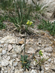 Draba praealta