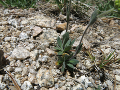 Draba praealta